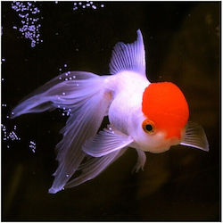 Oranda Redcap Grade A 6cm