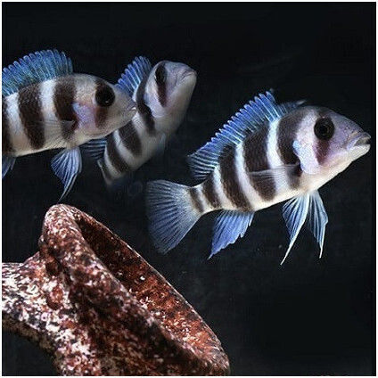 Afrikanischer Frontosa Burundi 20-22cm Männlich