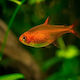 Aquariumfisch
