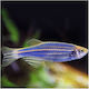 Zebra Danio Neon Blau 2,5-3cm