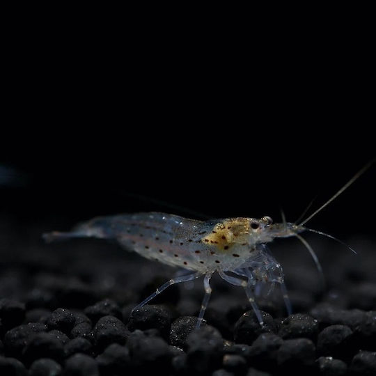 Caridina Multidentata Japonica Crevete Amano 2-3 Cm