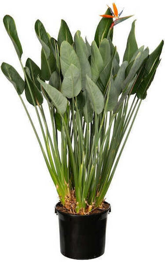Oem Στρελίτσια Ή Στερλίτσια Strelitzia Reginae 20 Lt 80/100