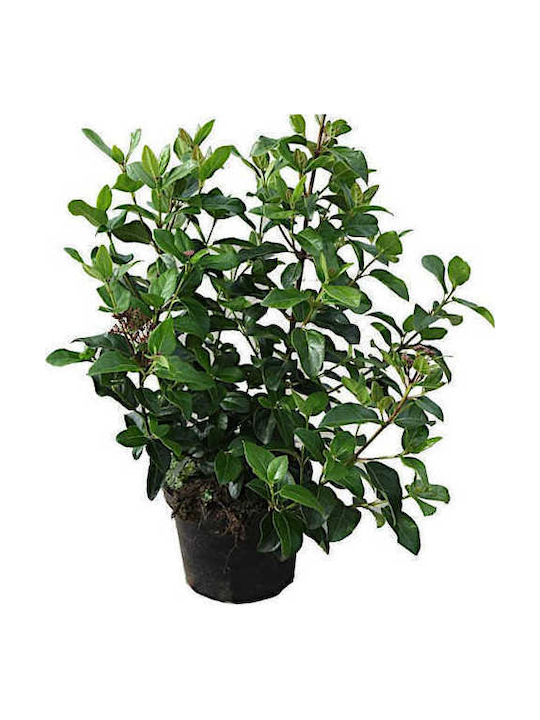 Oem Viburnum Обикновен Viburnum Tinus 10 Л 80/100
