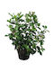 Oem Viburnum Обикновен Viburnum Tinus 10 Л 80/100