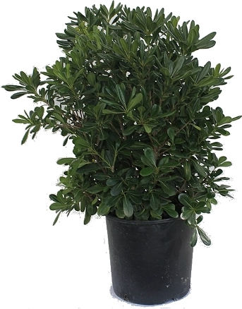 Oem Αγγελική Κοινή Πιττόσπορο Θάμνος 10 Lt 80/100 Oem Αγγελική Κοινή Πιττόσπορο Θάμνος 10 Lt 80/100