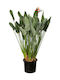 Oem Στρελίτσια Ή Στερλίτσια Strelitzia Reginae 4 Lt 40/60