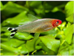 Hemigrammus Bleheri