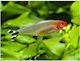 Hemigrammus Bleheri