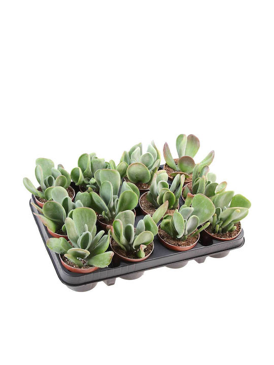 Kalanchoe 'Oricula' 8,5 cm