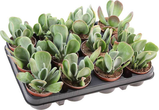 Kalanchoe 'Oricula' 8,5 cm