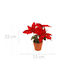 Home Styling Collection Artificial Bethlehem Star Here Is Possible Set Consisting Of 35 Pieces