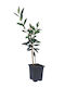 Olive "Pre-Bonsai" Ready Plant 25cm