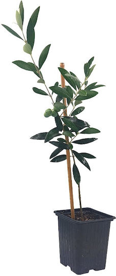 Ελιά "pre-bonsai" Έτοιμο Φυτό 25εκ