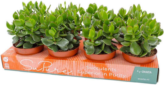 Crassula 'hulk' 12cm