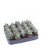 Ferocactus Electracanthus 5.5cm