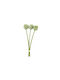 Allium Cream X3 55cm
