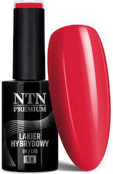 NTN Premium Gel-Nagellack 126 5gr NTN Premium Gel-Nagellack 126 5gr