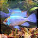 Electric Blue Ramirezi 3-3,5 cm
