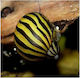 Zebra Nerite Schnecke Neritina Natalensis 1.5cm