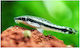 Γατόψαρο Otocinclus 3cm Hypoptopoma Gulare