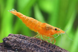 Neocaridina Davidi Orange M