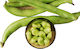 Evotris Samen Puffbohnen Super Aguadulce 500gr