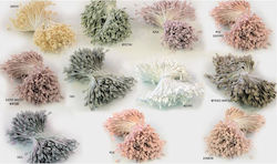 Fusarium Pistachio Stamens Seeds 6cm 350 Pieces