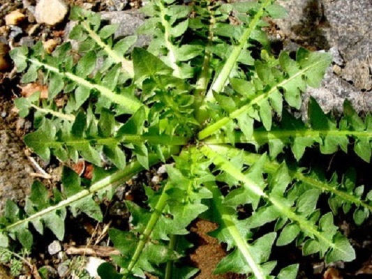 Evotris Seeds Wild Red Stem Late 50gr