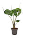 Alocasia Macrorrhiza Stingray