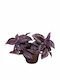 Тилеграф Tradescantia Purple Joy