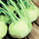 Evotris Seeds Turnip White 5gr