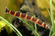 Kuhlii Loach Xl