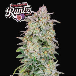 Fast Buds Seeds Canna