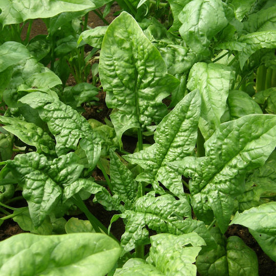Geniki Fytotechniki Athinon Seeds Spinach Summer Spiny 25kg