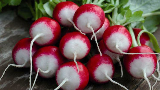 Evotris Seeds Radish Two-tone Red 250gr