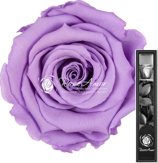 Αποχυμωμένα Τριαντάφυλλα Rose Amor 30cm Stem Violet 03