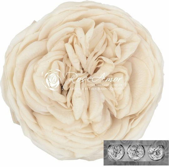 Dried Flowers Rose Amor Kabukyza White04 3 Pieces