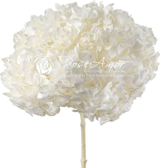 Αποχυμωμένη Ορτανσία Rose Amor Hydrangea Xl Whi01