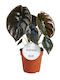 Alocasia Cuprea Rote Geheimnis