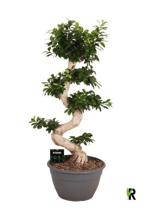 "Bonsai Ficus" Ficus Microcarpa Ginseng Bonsai S-type XXL