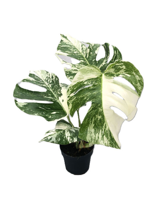 Monstera Monstera Deliciosa Variegata 1/2 Leaf Premium
