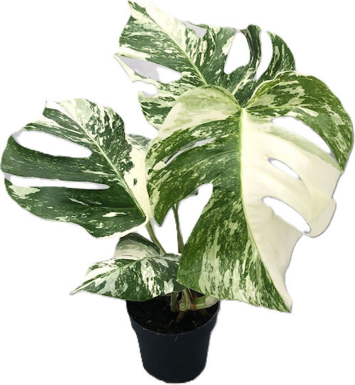 Monstera Monstera Deliciosa Variegata 1/2 Leaf Premium
