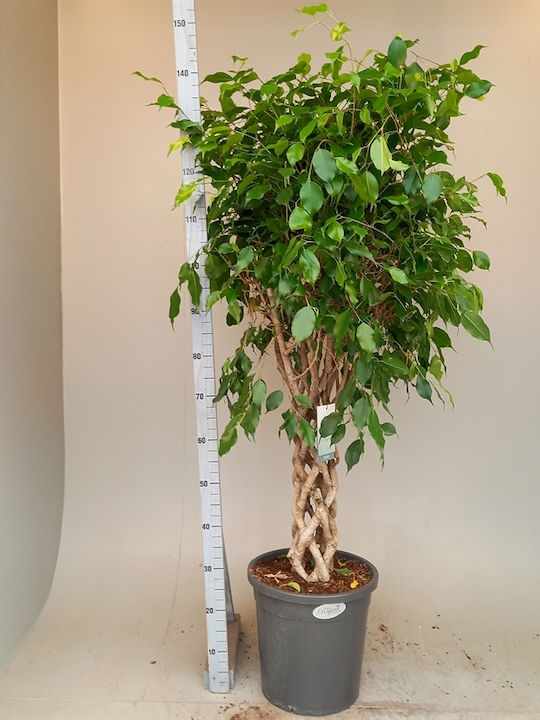 Ficus Benjamina Special Shape Exotica Tub Xxxl