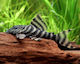 Panaqolus Sp L397 M Pești De Acvariu