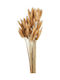 Christmas Decorative Flower 60cm Dried Lagurus Rt157 ecru 50pcs