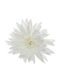 Floare Ντάλια 15x15 Cm