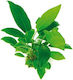 Dennerle Anubias Hastifolia Ghiveci