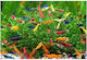 Creveți Neocaridina Mix