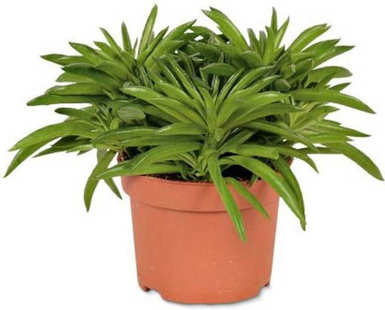 Peperomia 'happy Bean' 10.5cm