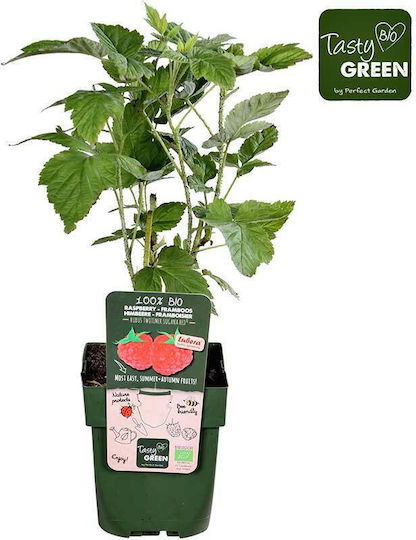 Rubus 'twotimer Sugana Red' Bio 13cm